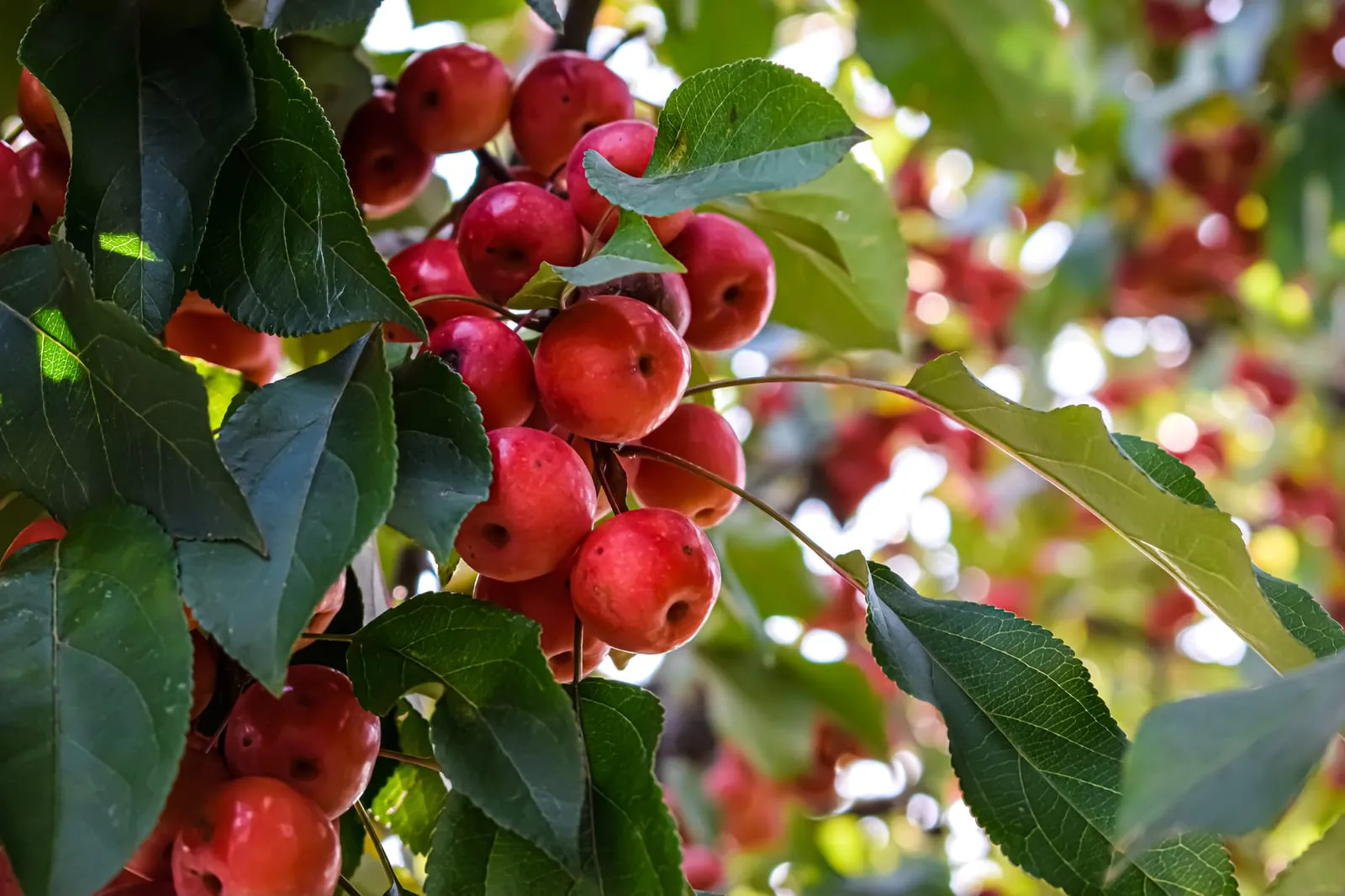 Branches heavy with ripe red fruit in a neighborhood tree