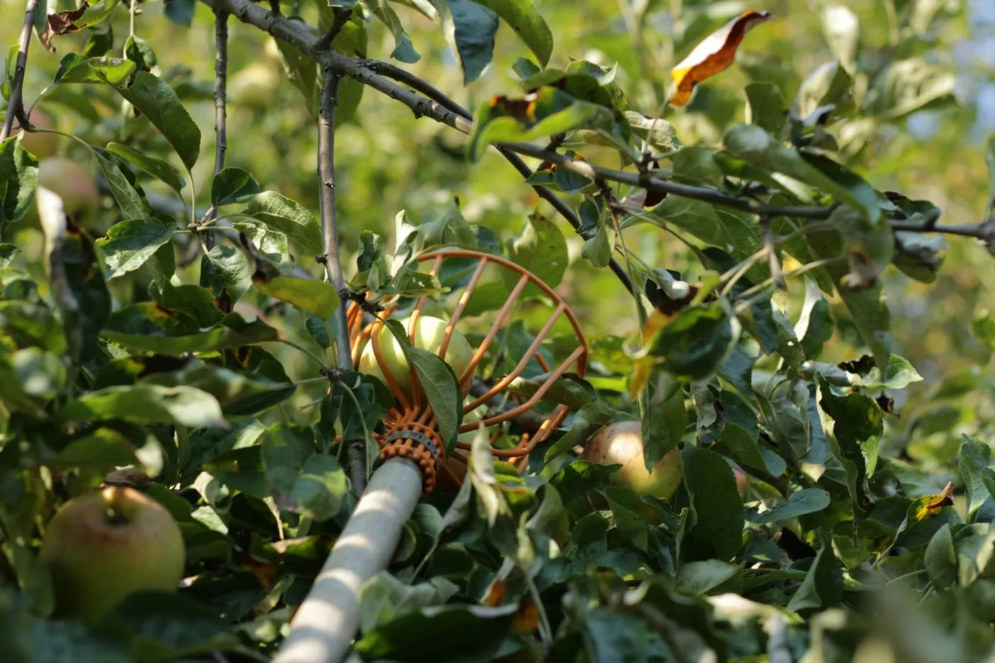 Fruit Tree Harvesting