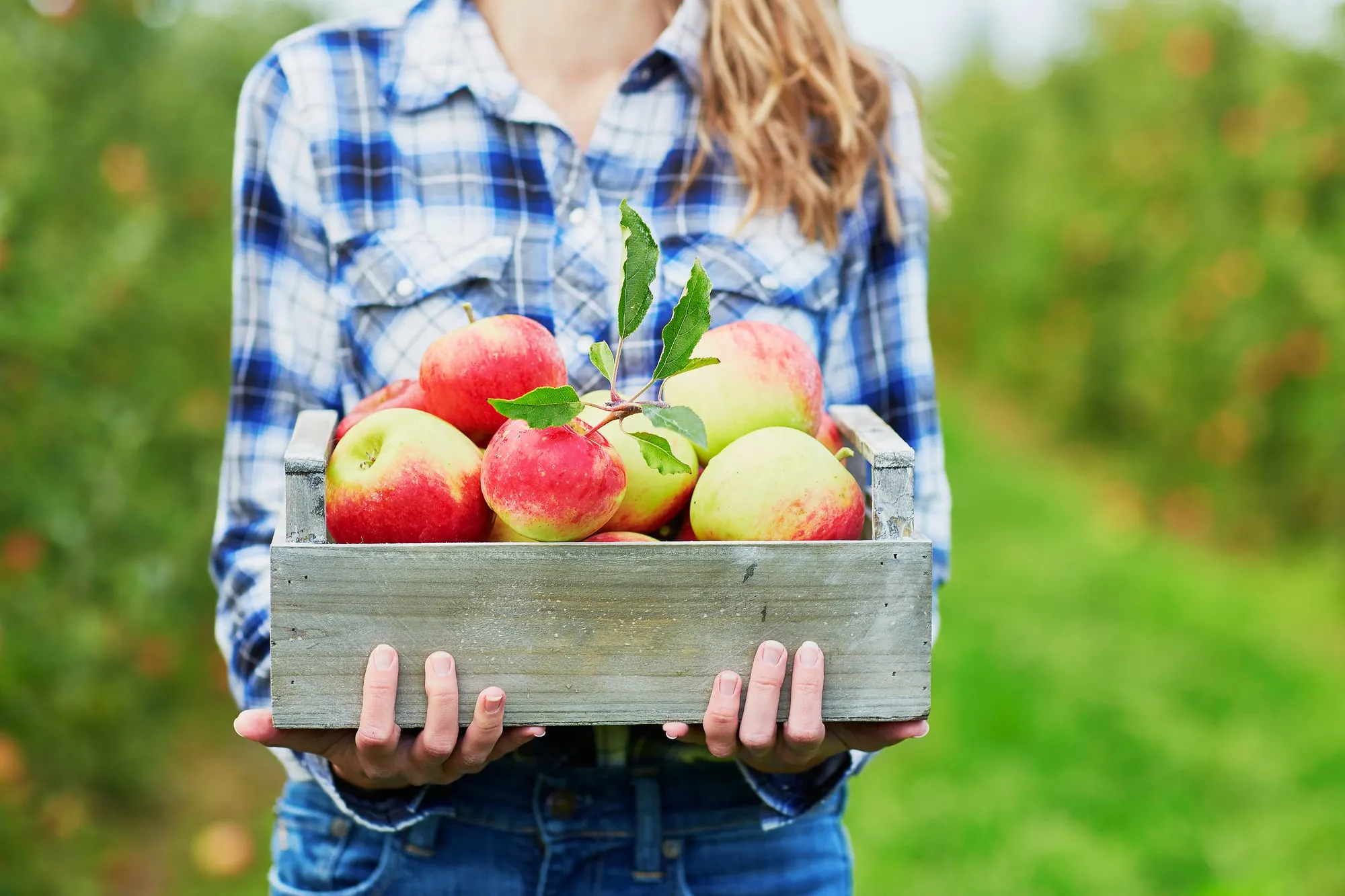 Baskets of harvested fruit lined up after a neighborhood pick
